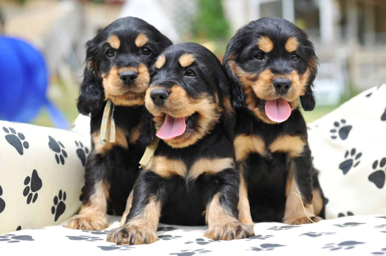 three english cocker spaniel pupies sitting in their bed