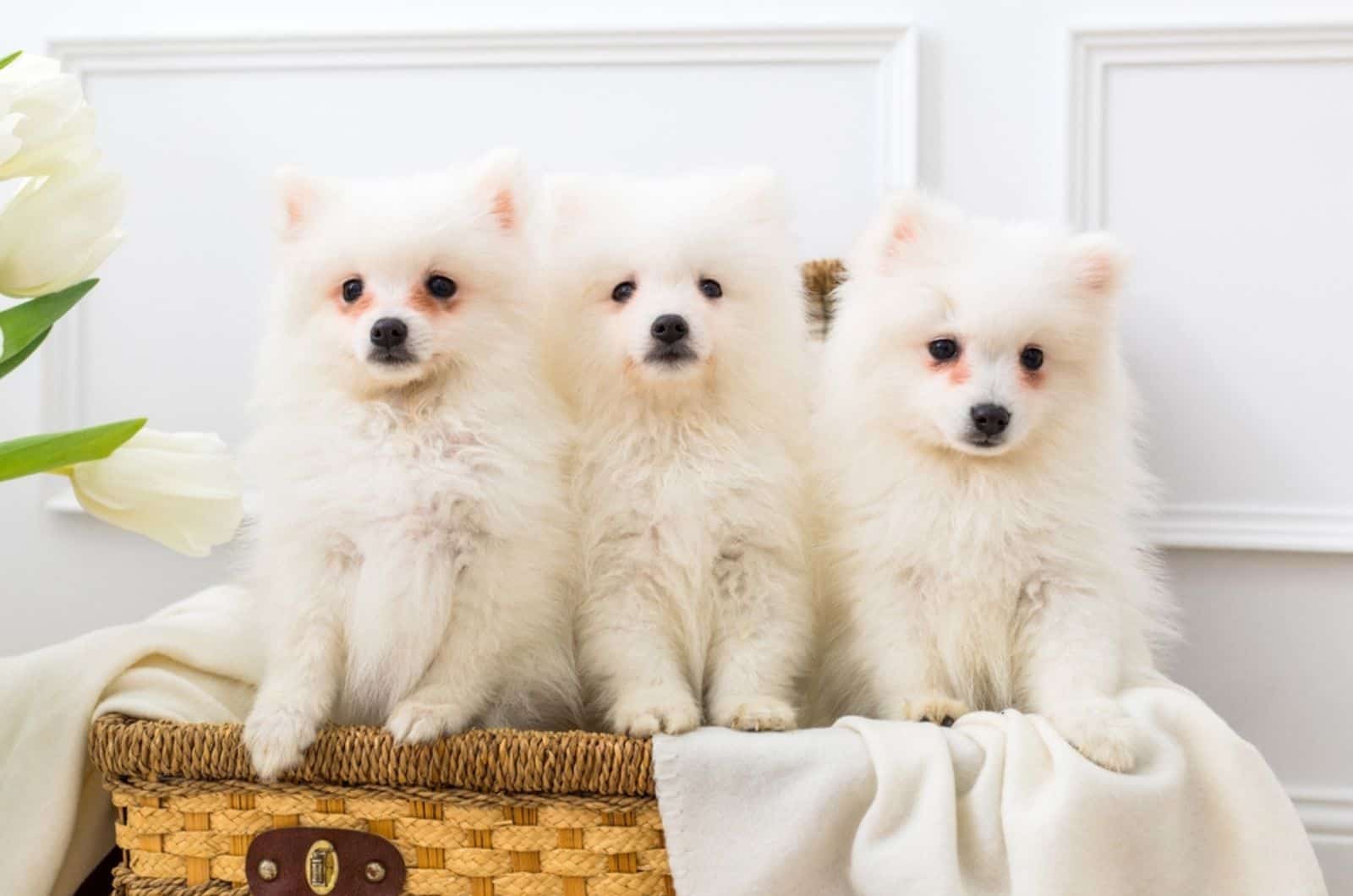 three japanese spitz puppies in a basket