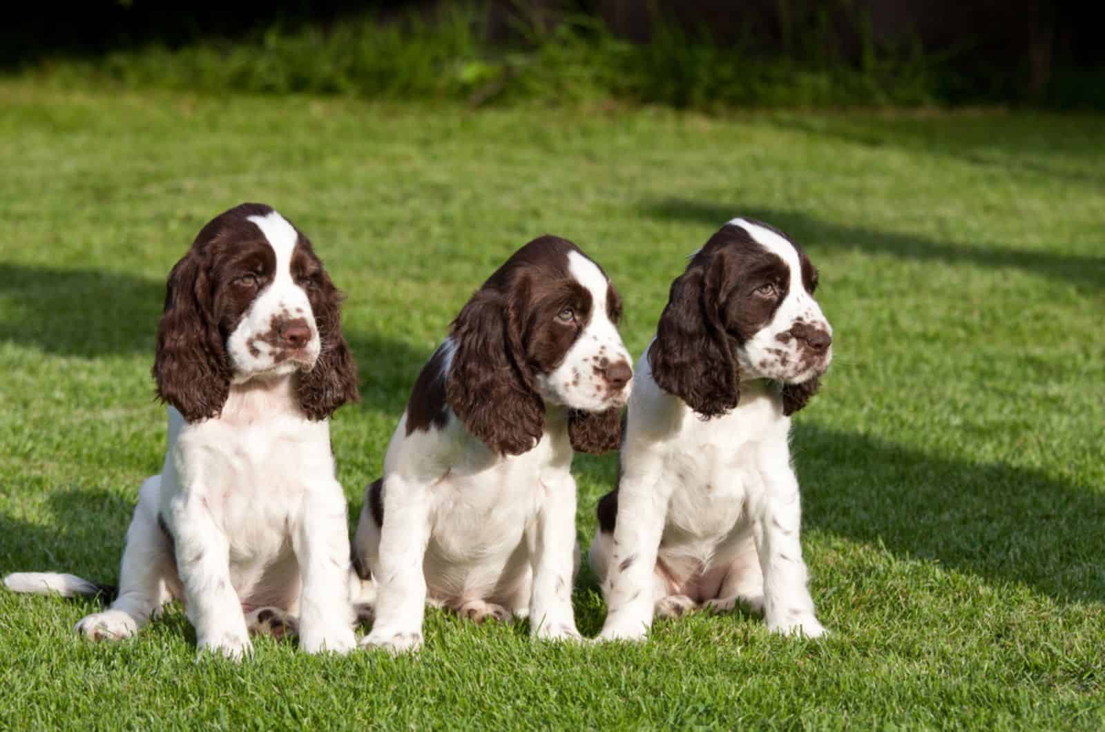 three springer spaniel puppies sitting on the lawn