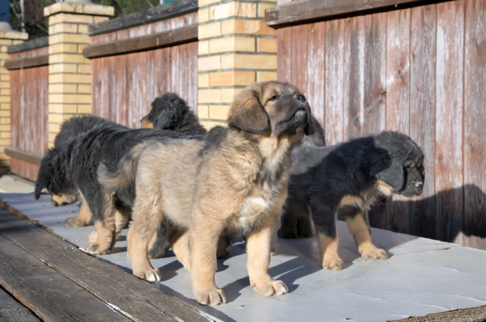 tibetan mastiff puppies outdoors