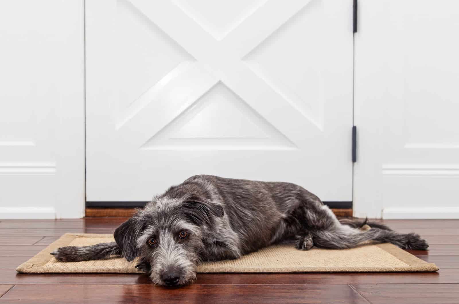 tired dog lying by door