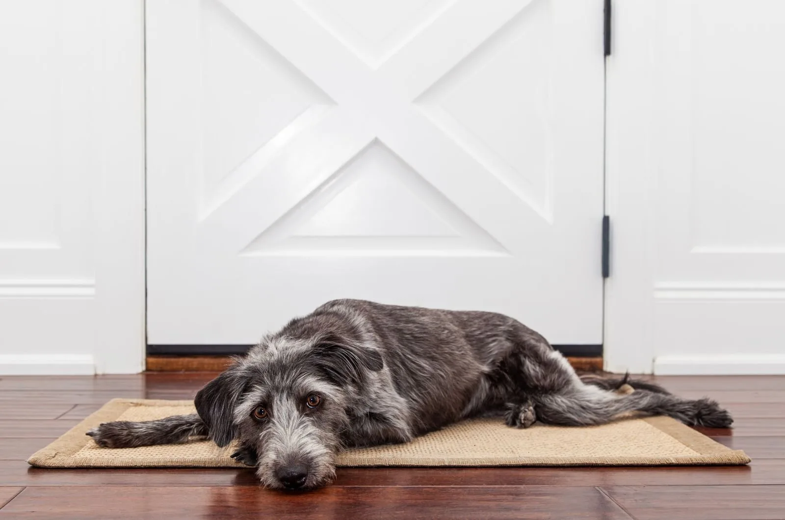 tired dog lying by door