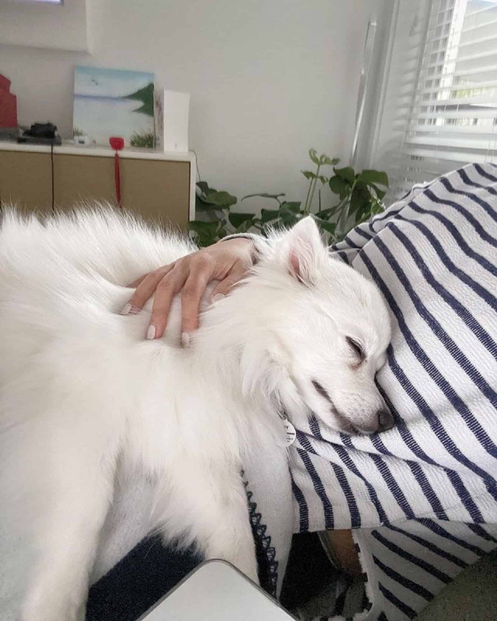 toy american eskimo dog sleeping on his owner