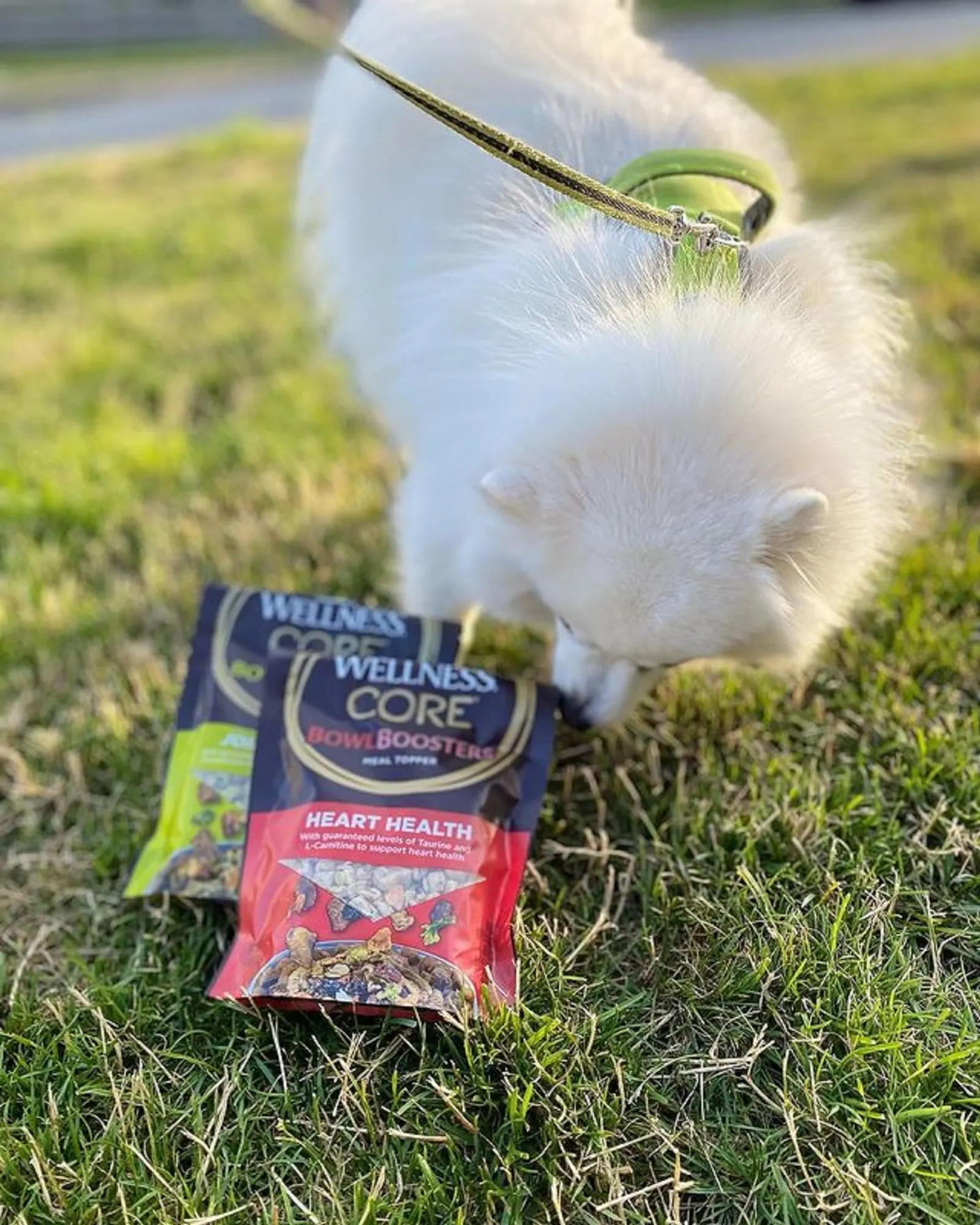 toy american eskimo sniffing treats from bags