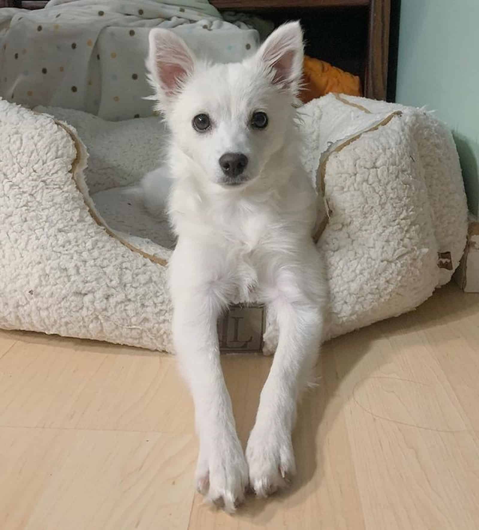 toy american eskimo in his bed