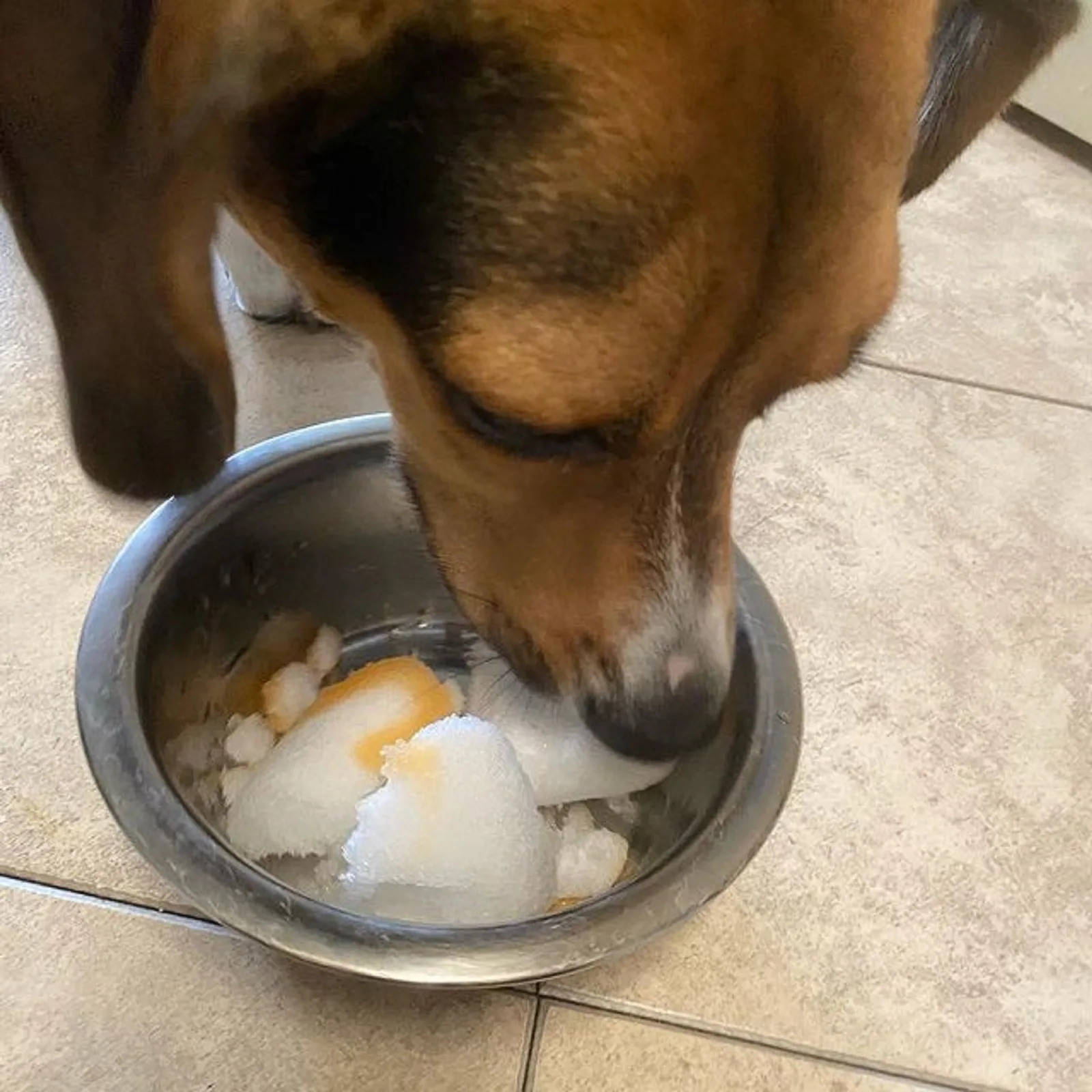 treeing walker coonhound beagle eating from a bowl
