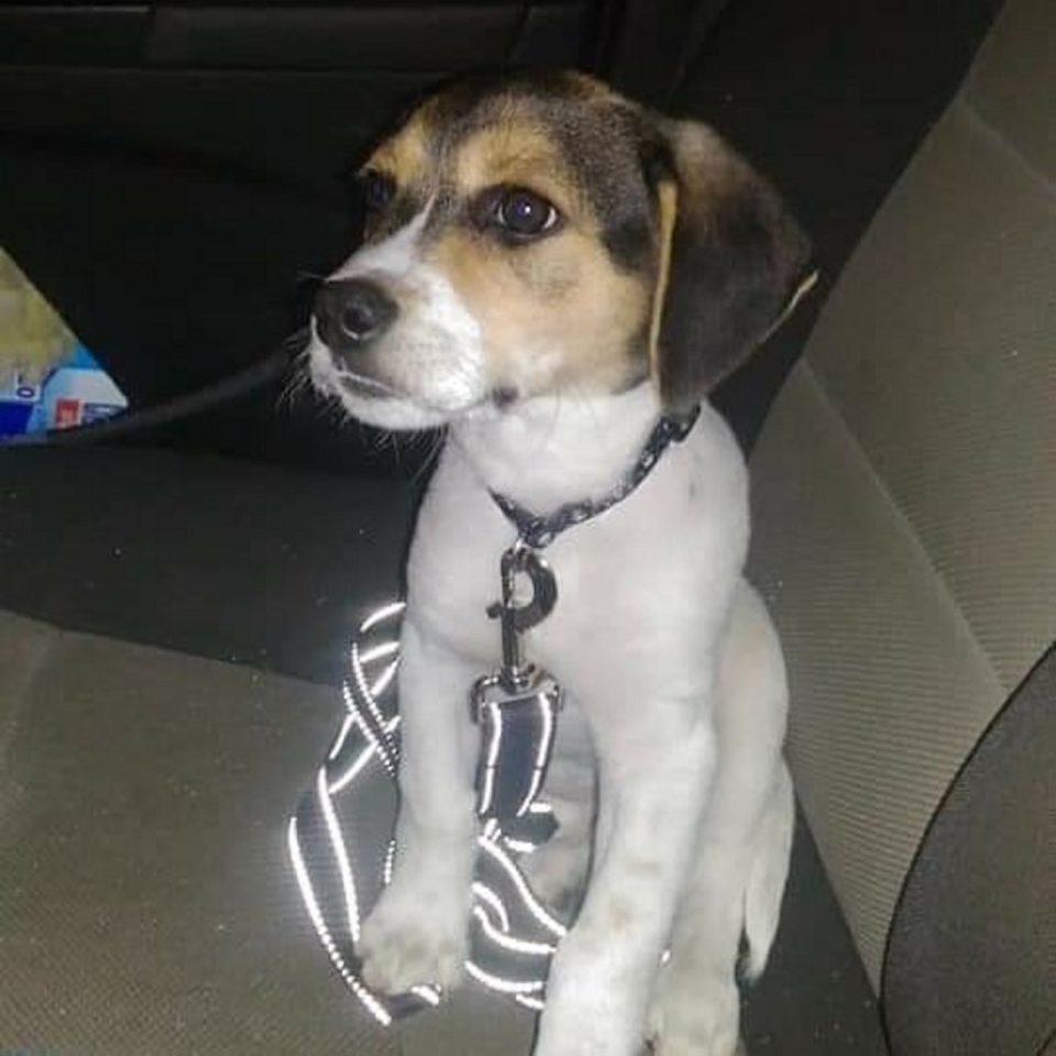 Treeing Walker Coonhound Beagle Mix — The Perfect Hunter