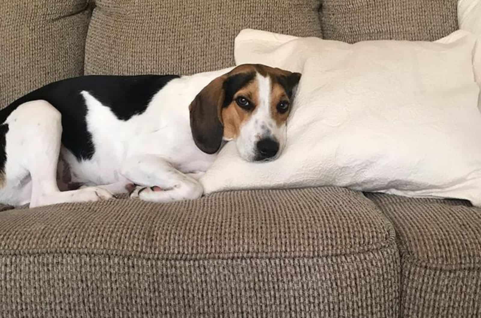 treeing walker coonhound beagle resting on the couch
