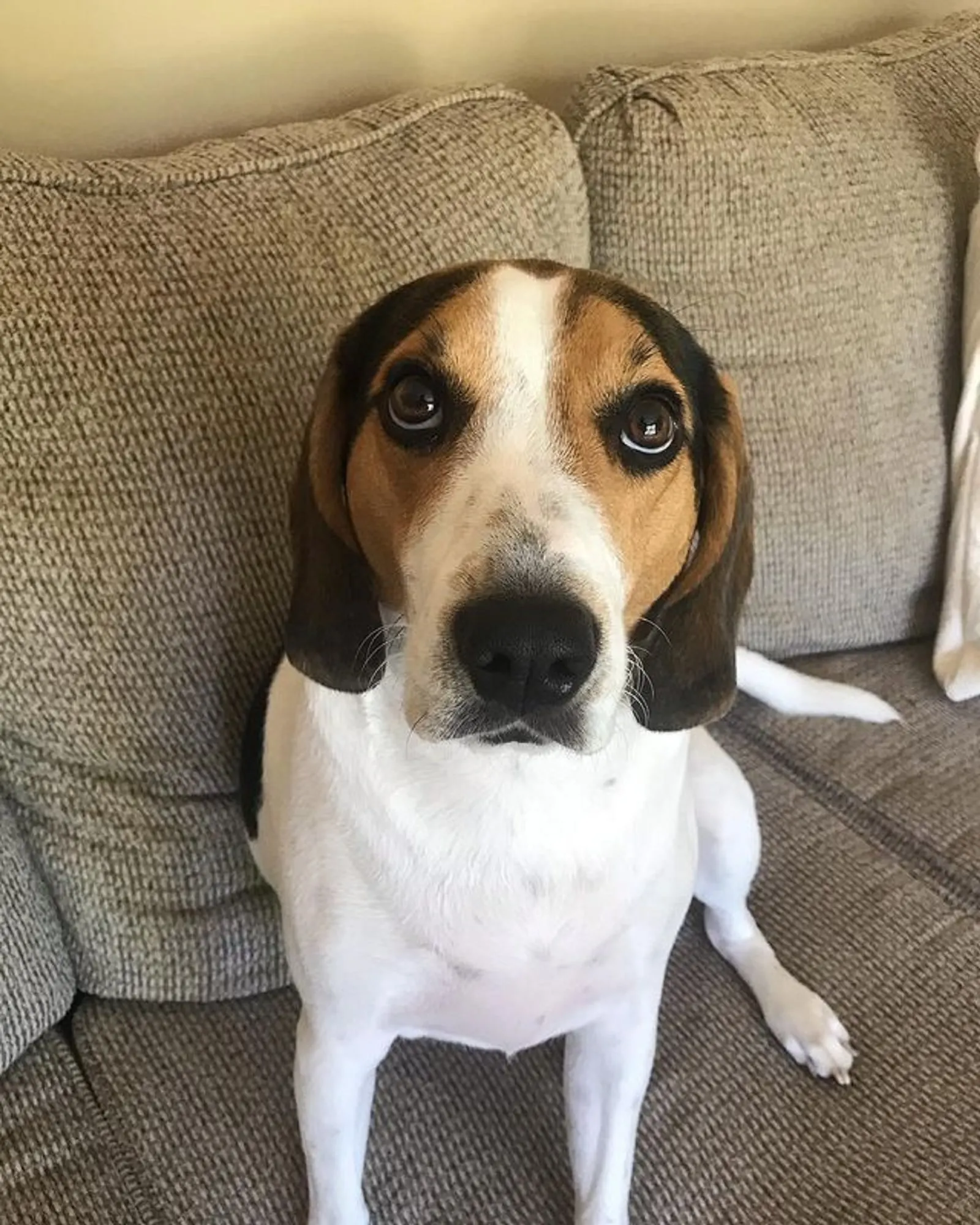 treeing walker coonhound beagle sitting on the couch