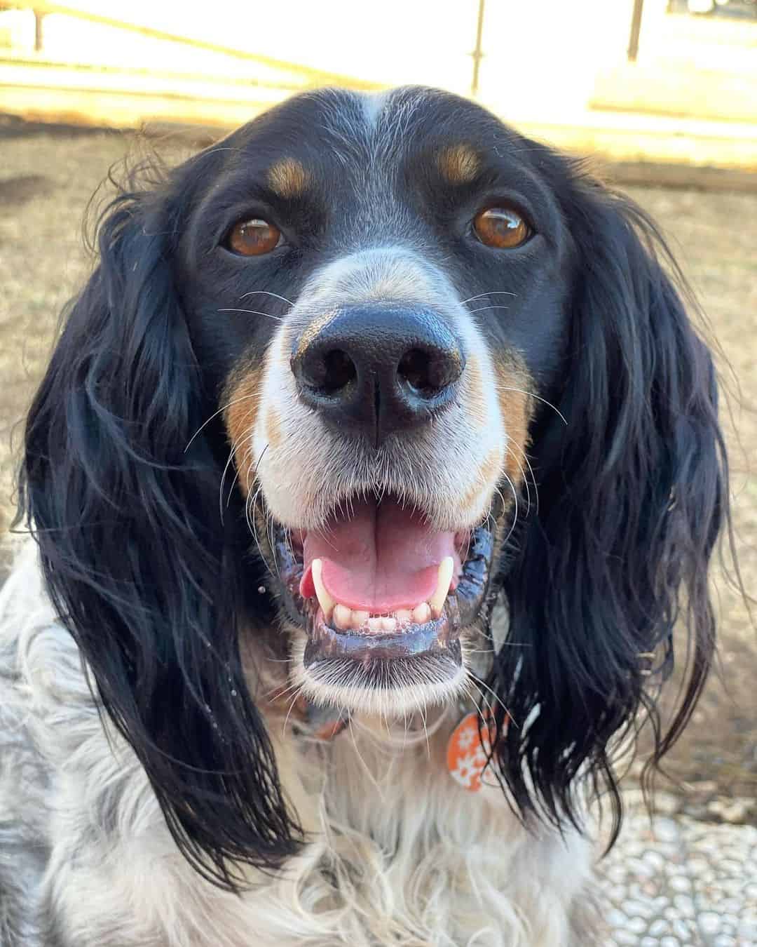 tri color english setter portrait