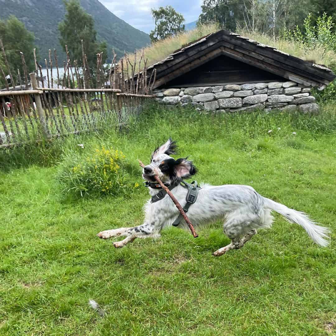 tri color english setter running