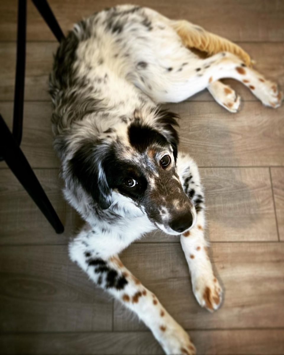 A Guide On The Amazing Tri Color English Setter