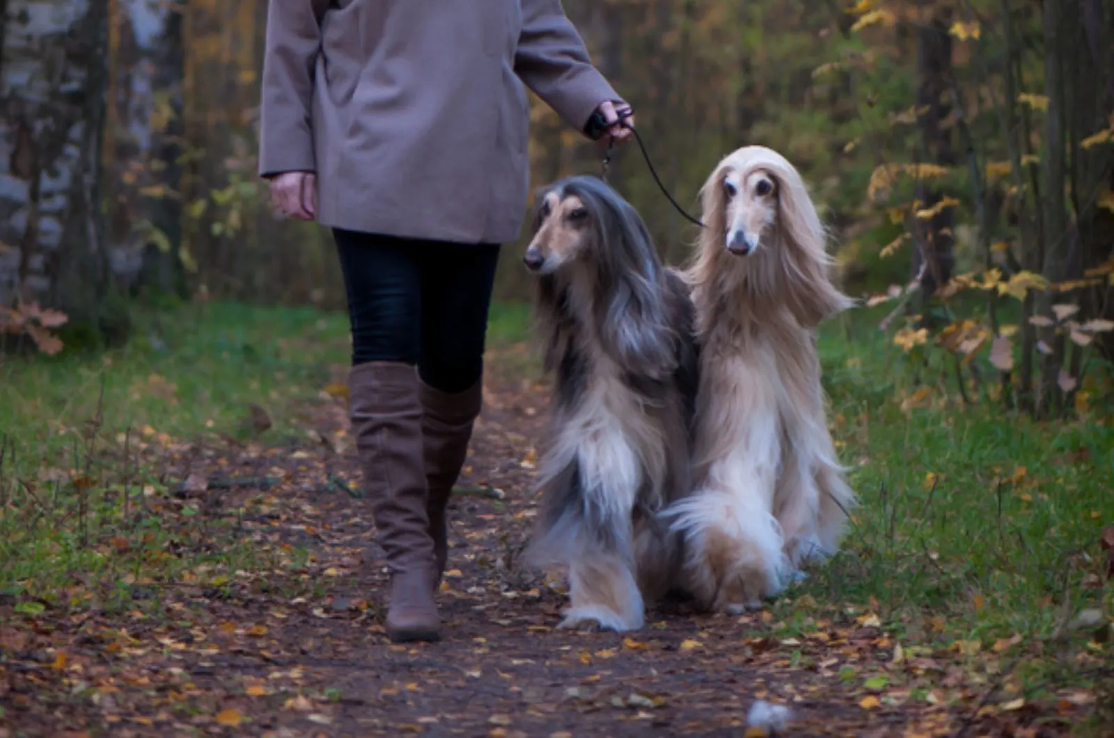 two afghan hound dogs walking in the park
