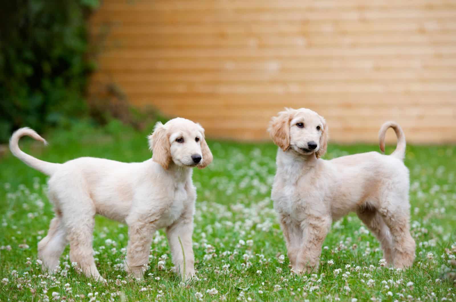 two afghan hound puppies standing on the lawn