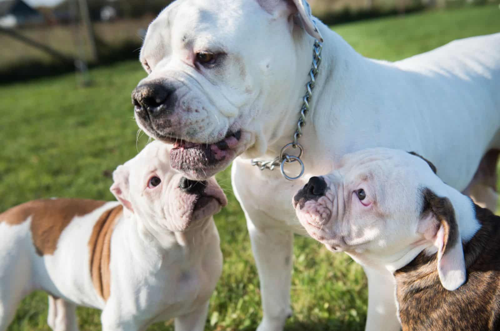 two american bulldog puppies with mother in the yard