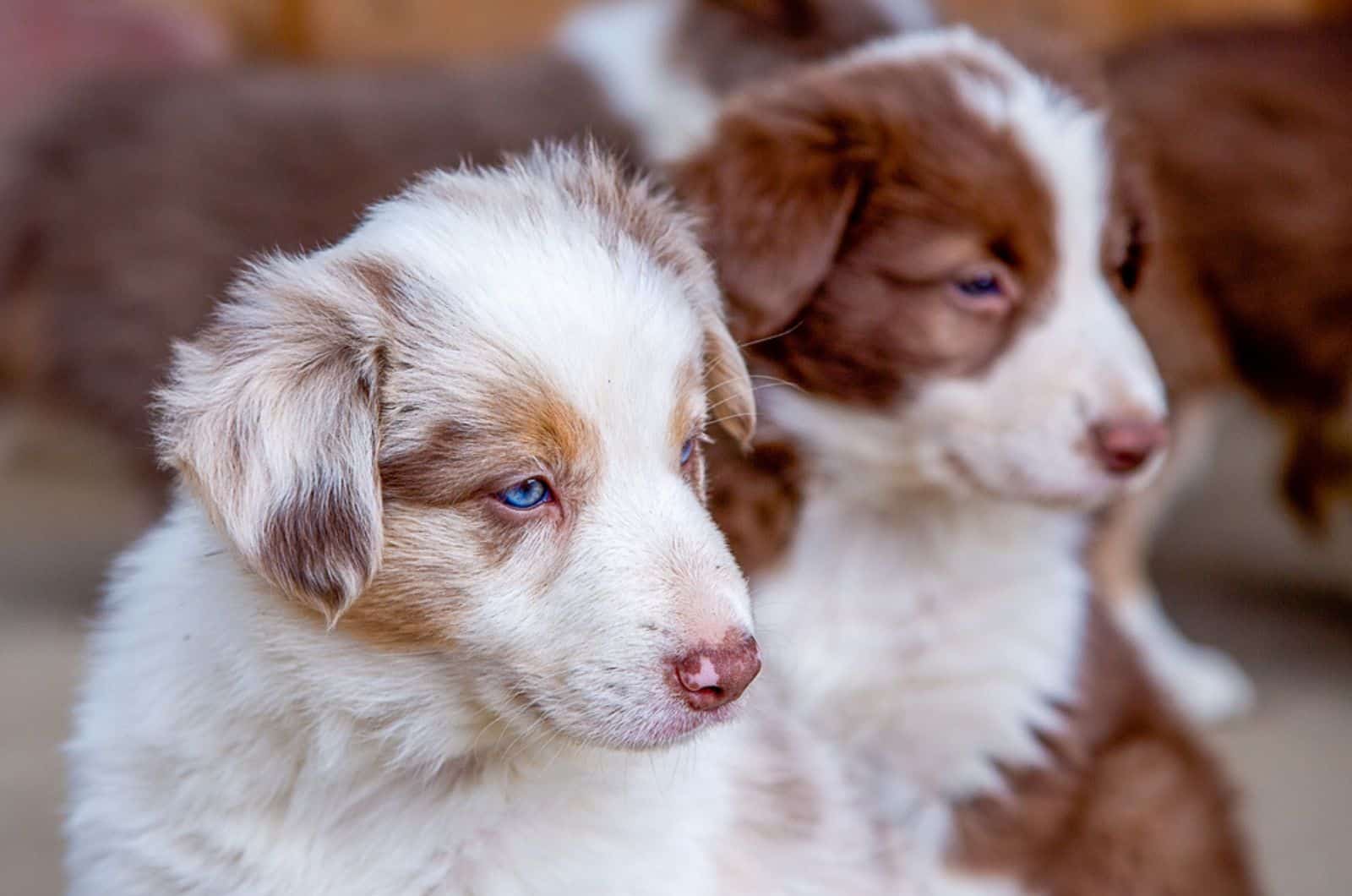 two border collie puppies  outdoors