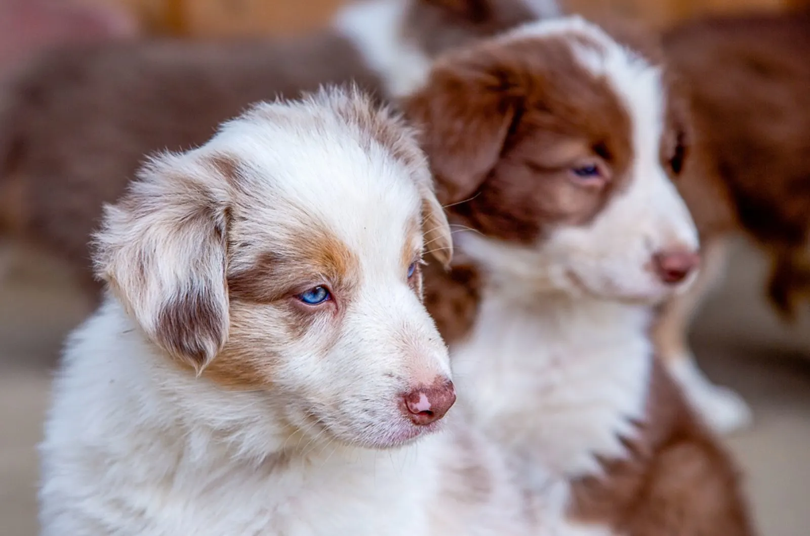 two border collie puppies outdoors