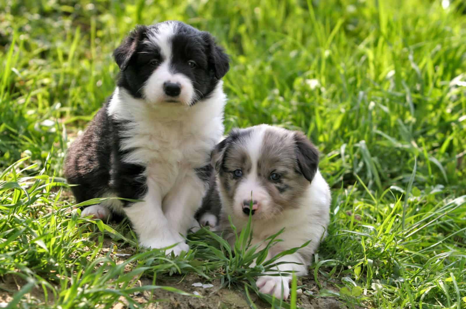 two border collie puppies sitting in the grass