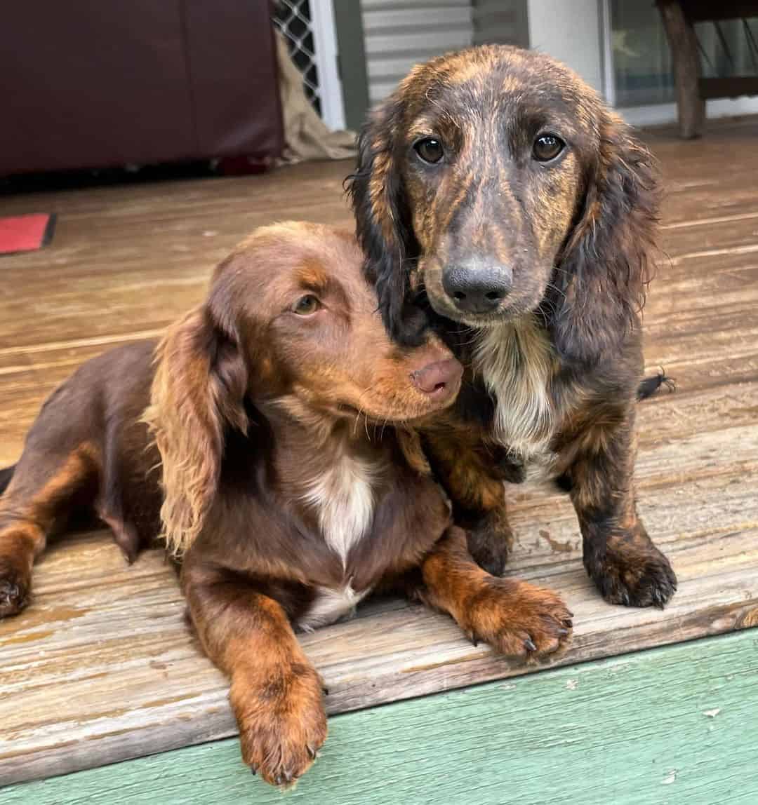 two brindle dachshunds