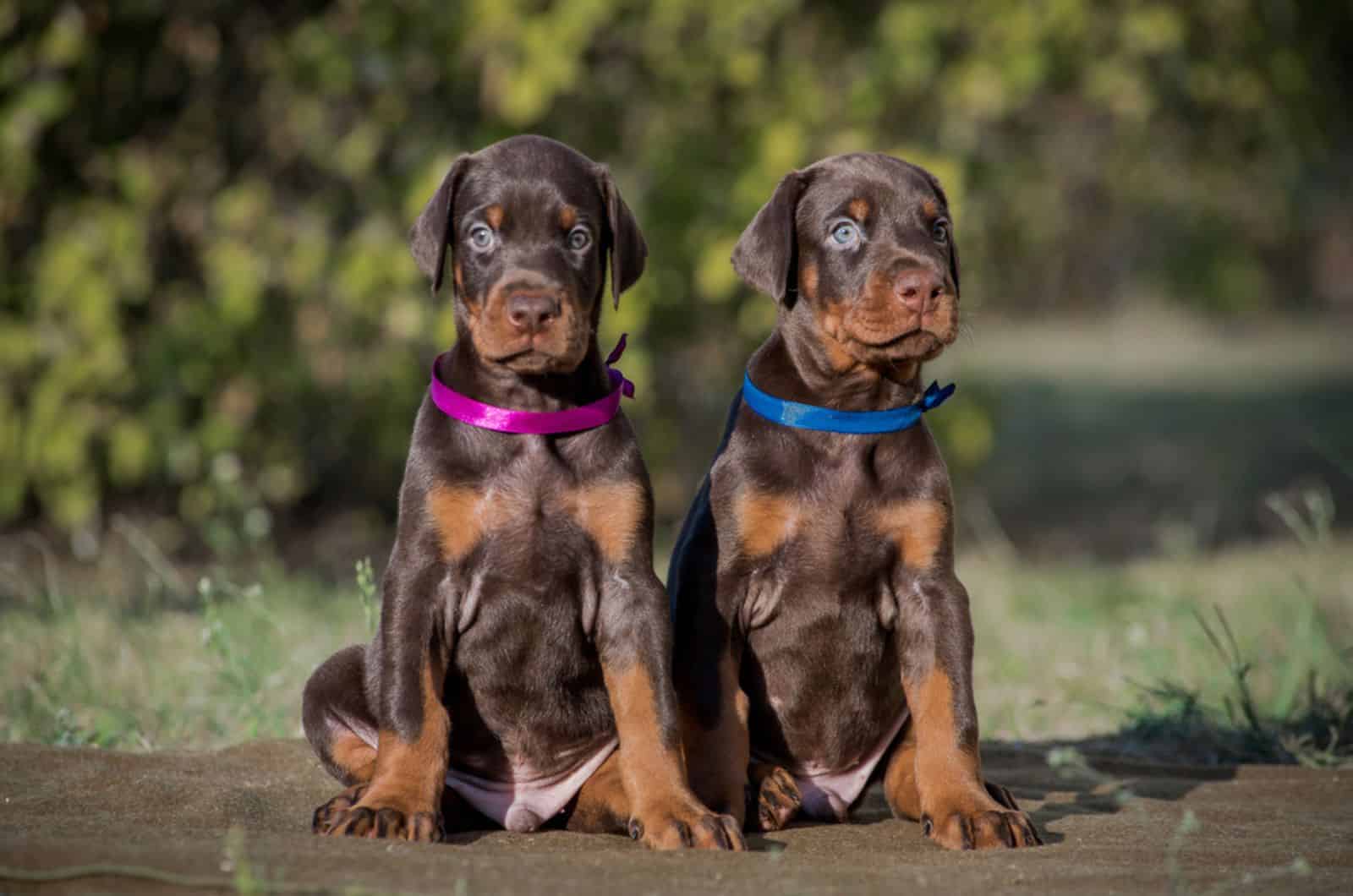 two brown doberman puppies sitting on the ground