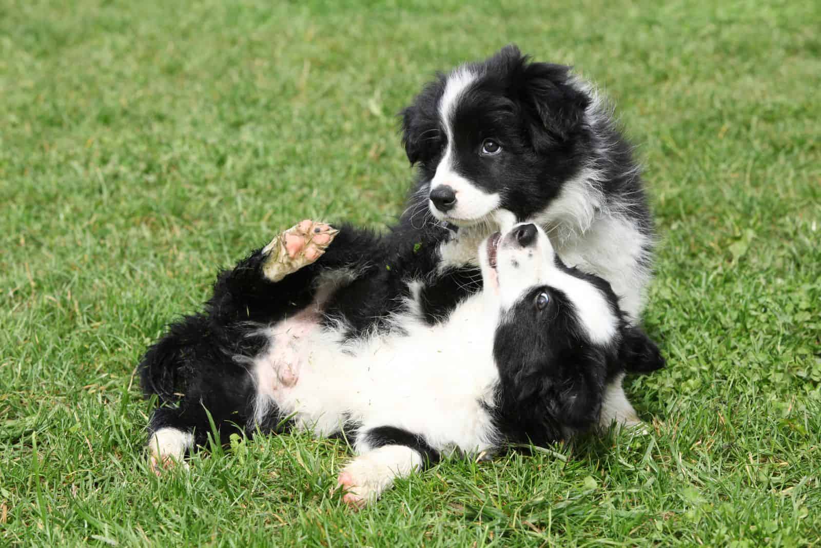 two cute border collie puppies are playing on the grass