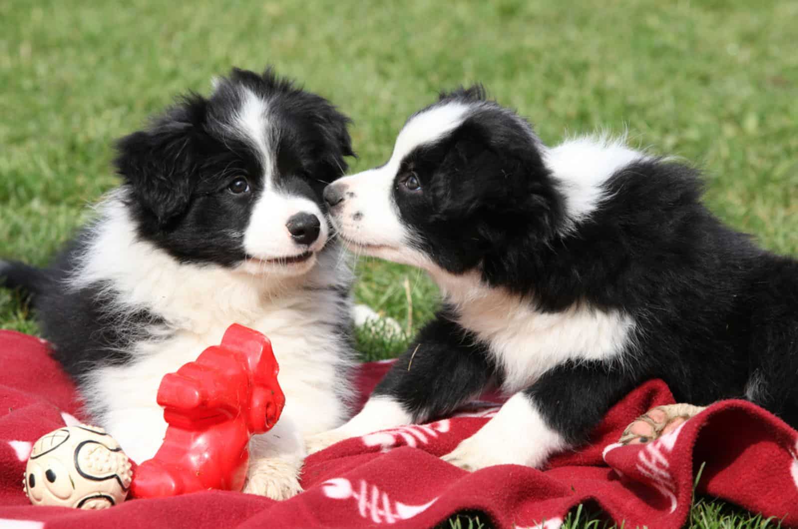 two cute border collie puppies playing outdoors