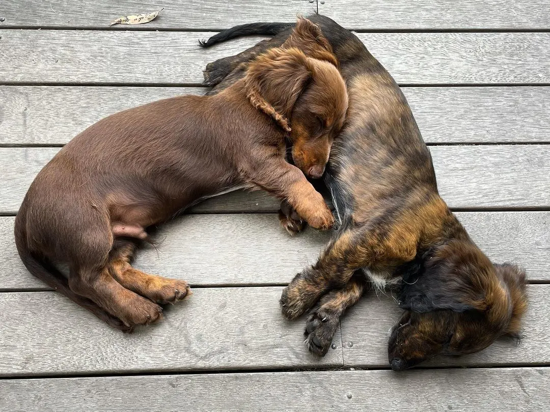 two cute dachshunds sleeping
