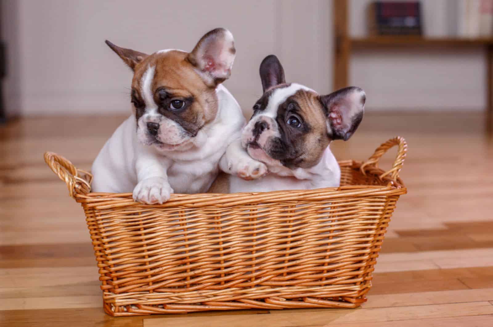 two cute french bulldog puppies in a basket