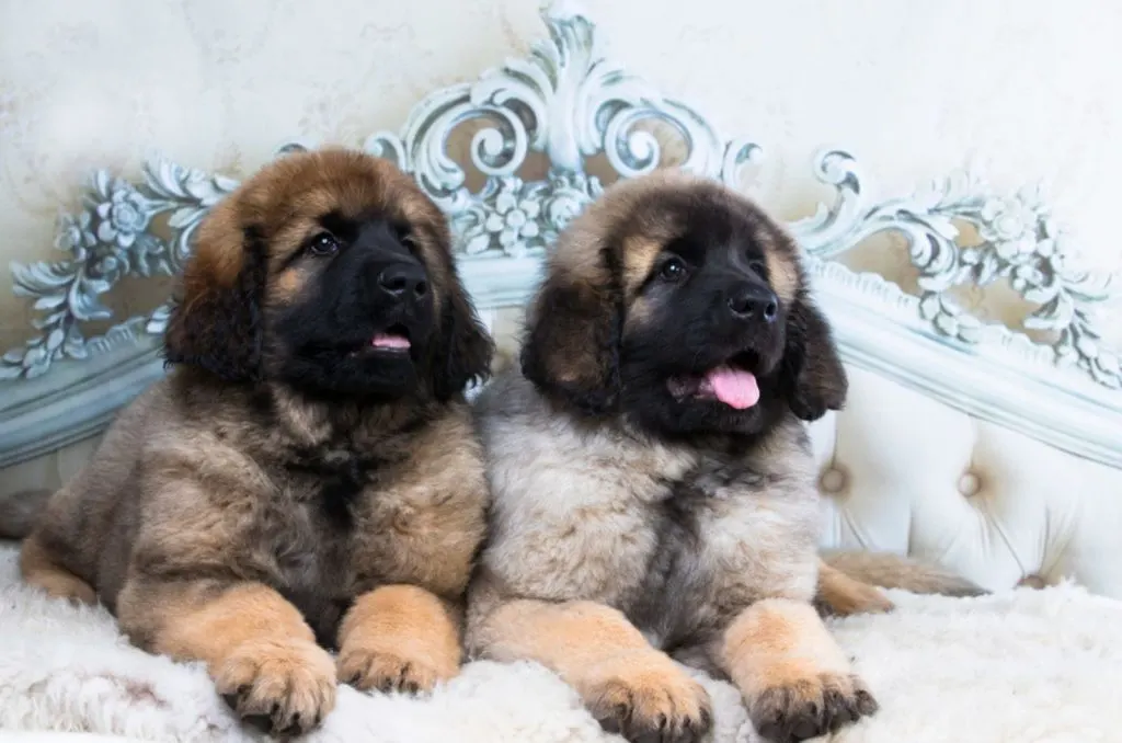 two cute leonberger puppies lying on the bed