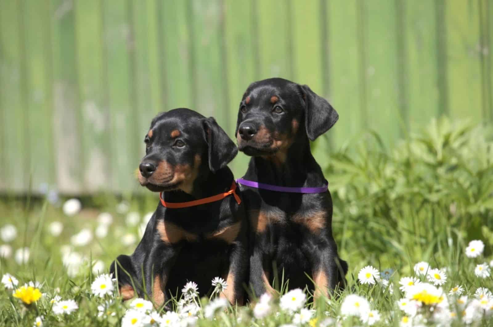 two doberman puppies sitting in the garden