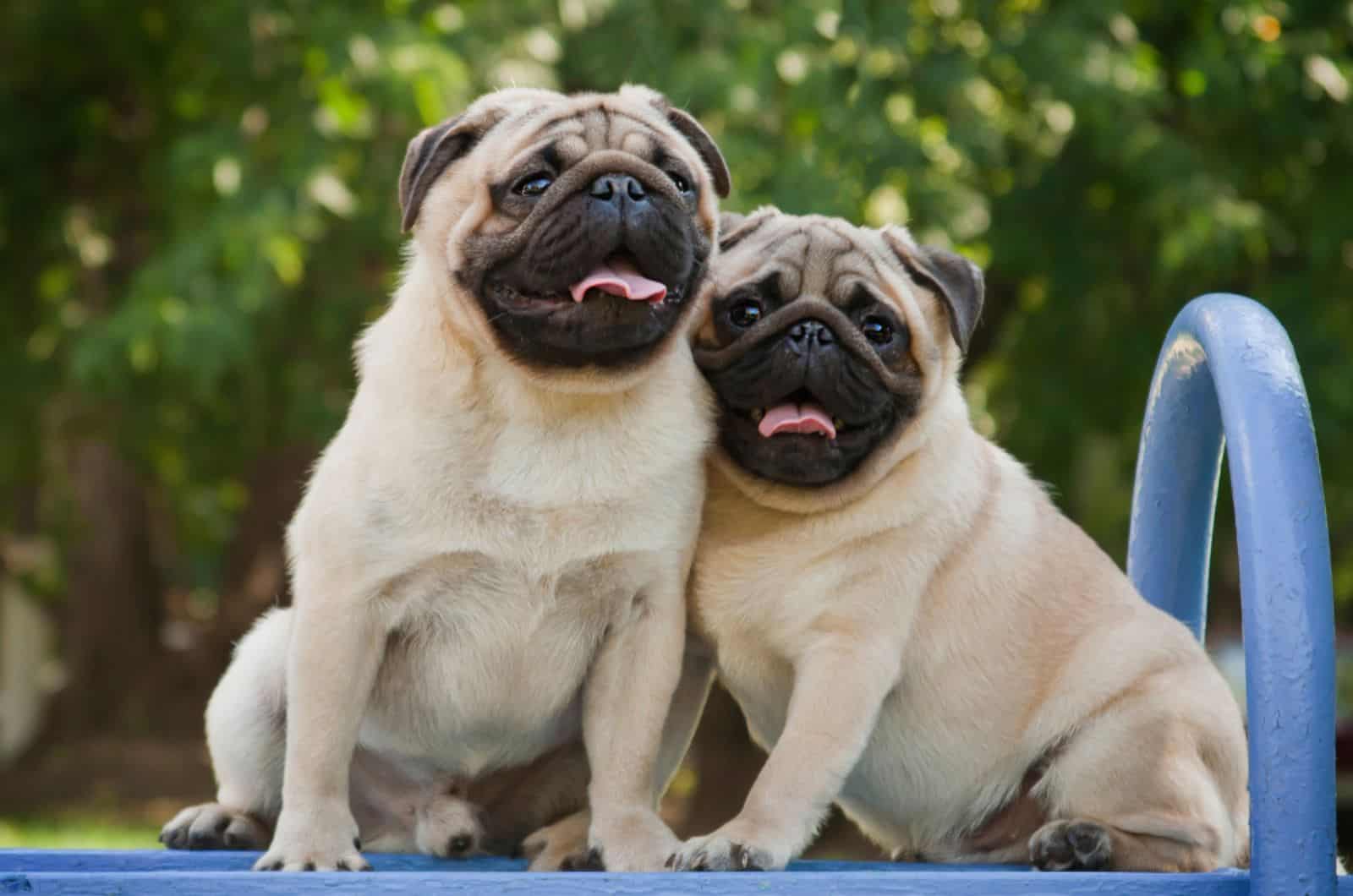 two fawn pugs sitting together