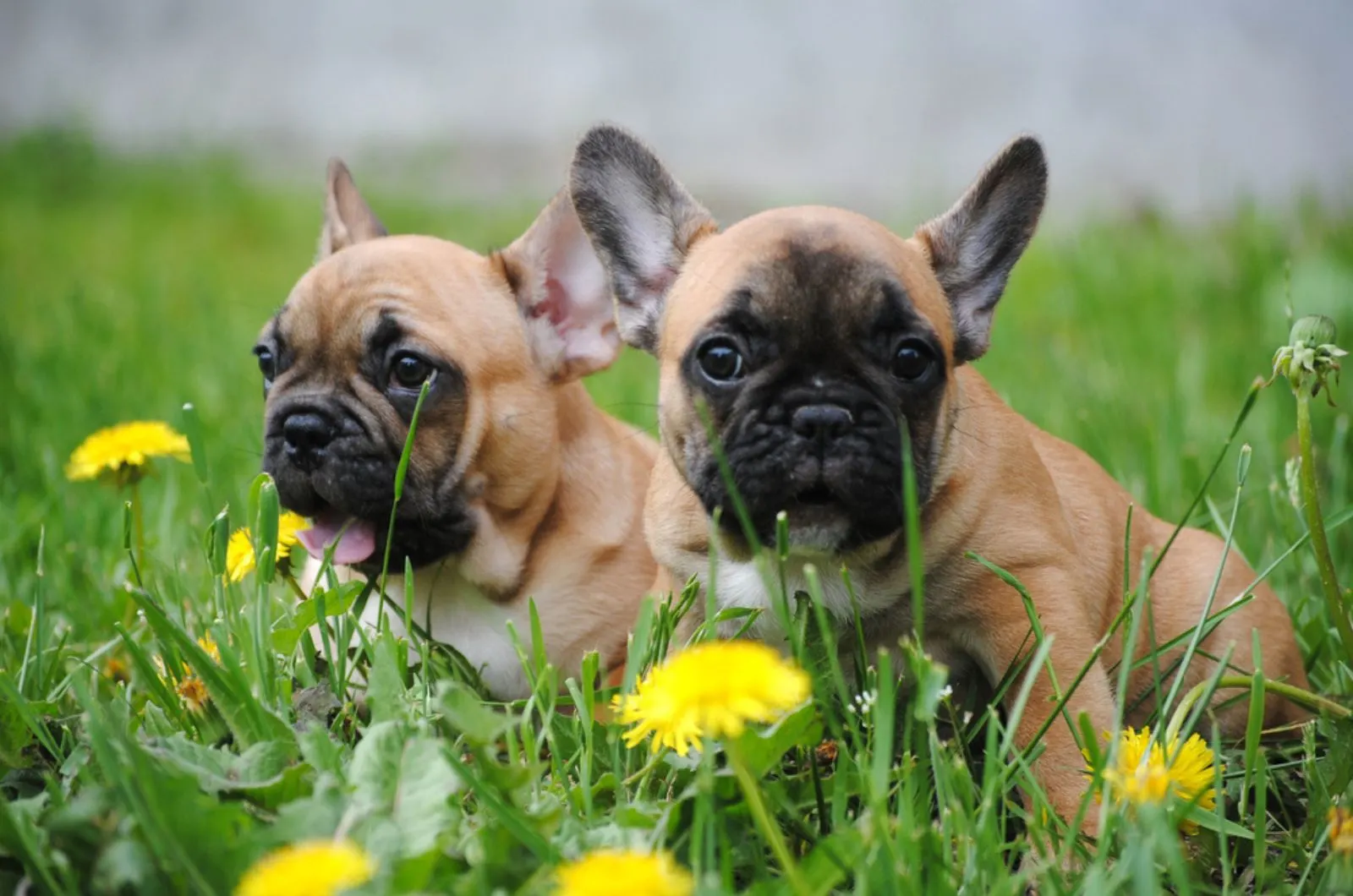 two french bulldog puppies in a meadow