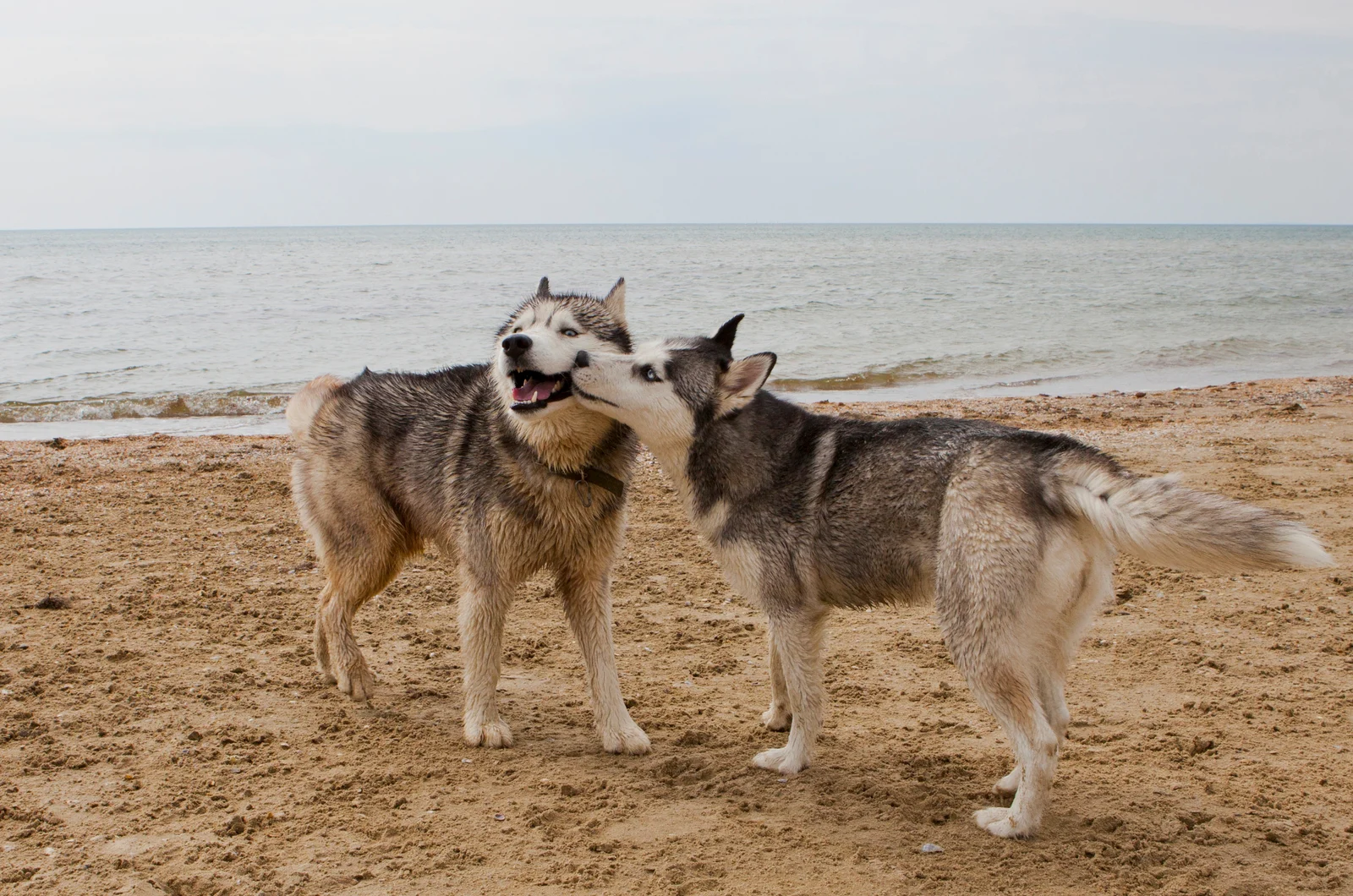 two husky dogs on the beach