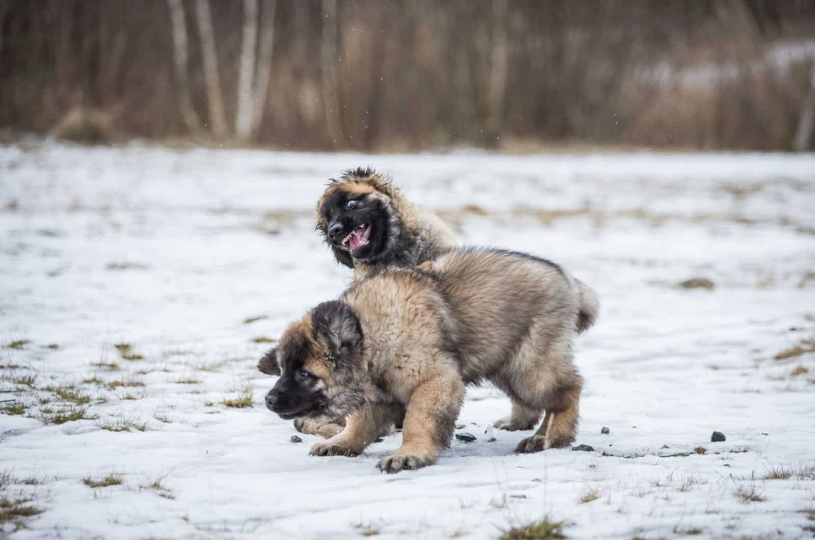 two leonberger puppies playing in the snow