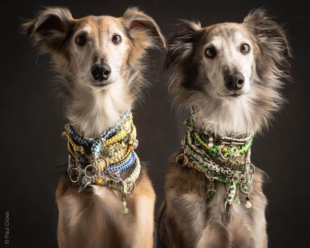 two long haired whippets