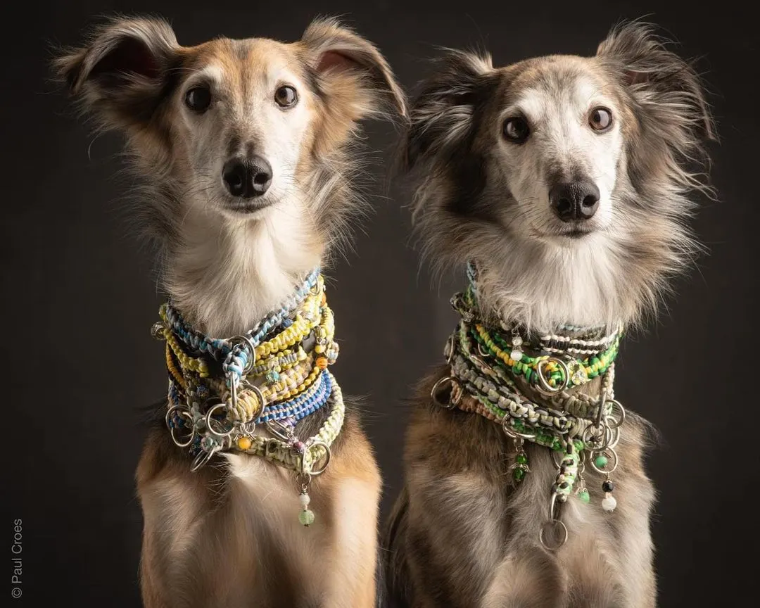 two long haired whippets