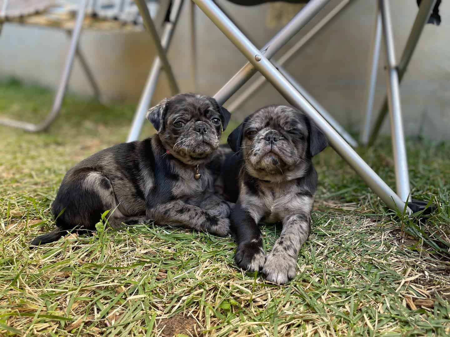 two merle pugs laying together