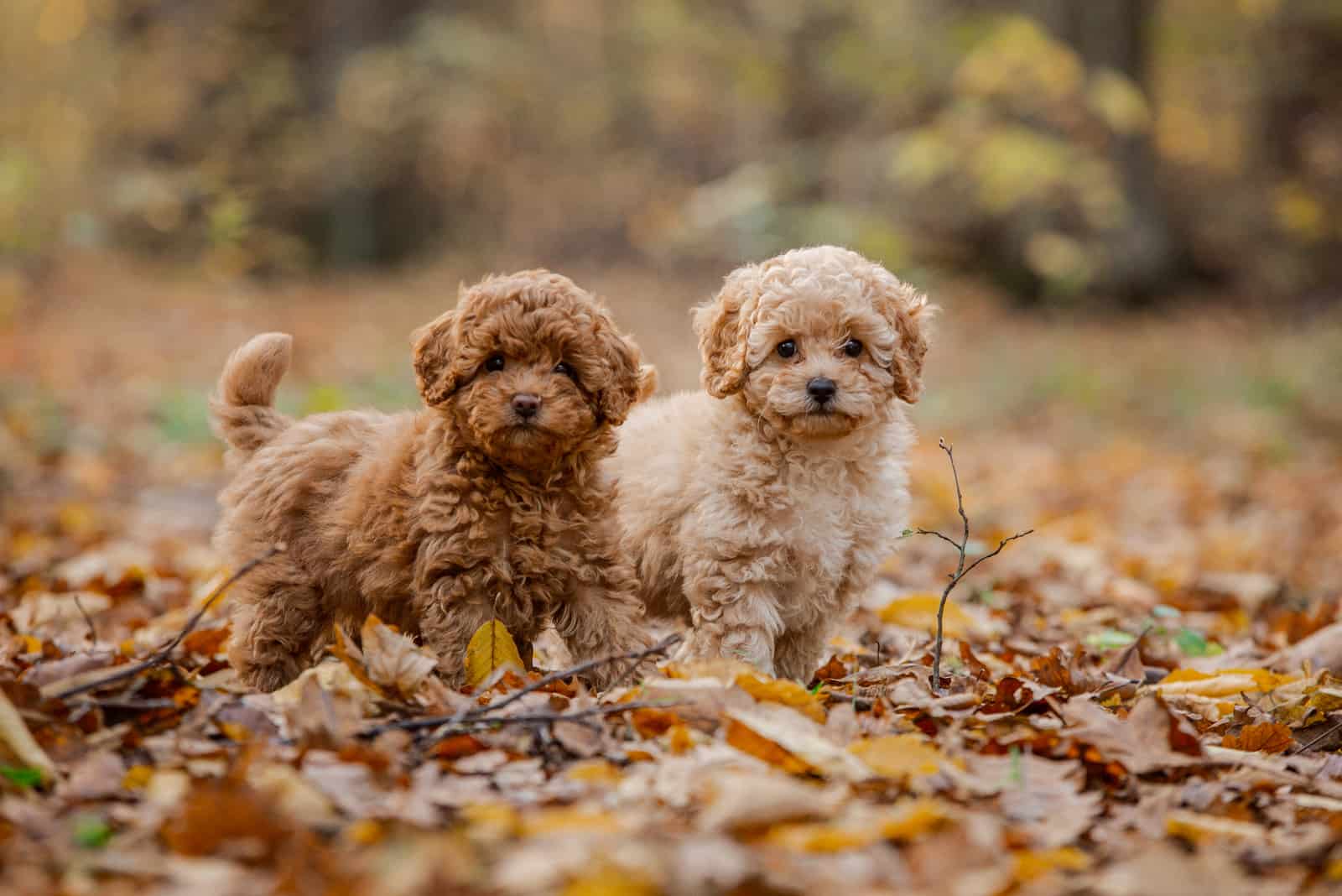 two miniature poodle puppies
