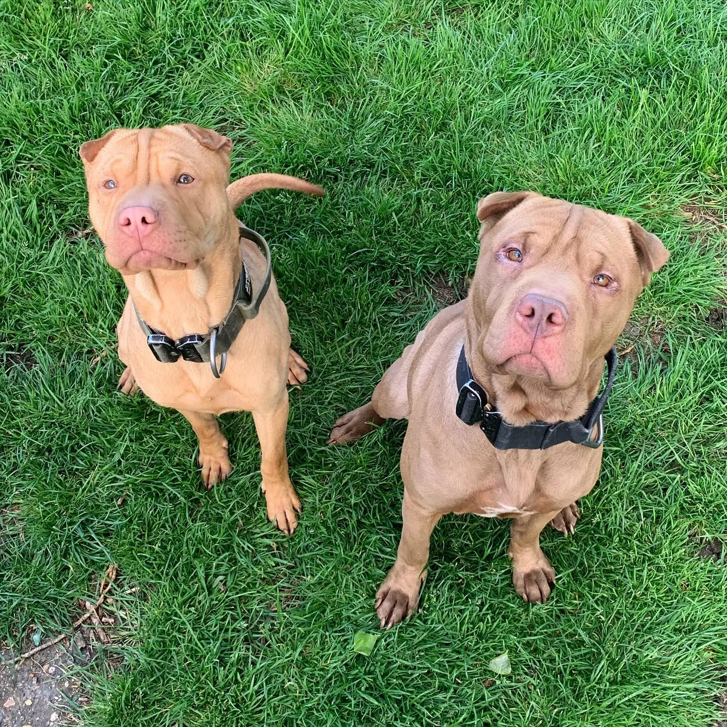 two pit pei dogs looking up