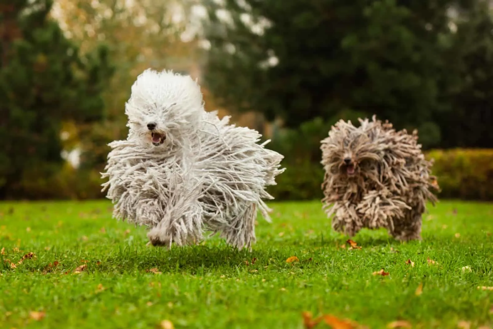 two puli dogs running
