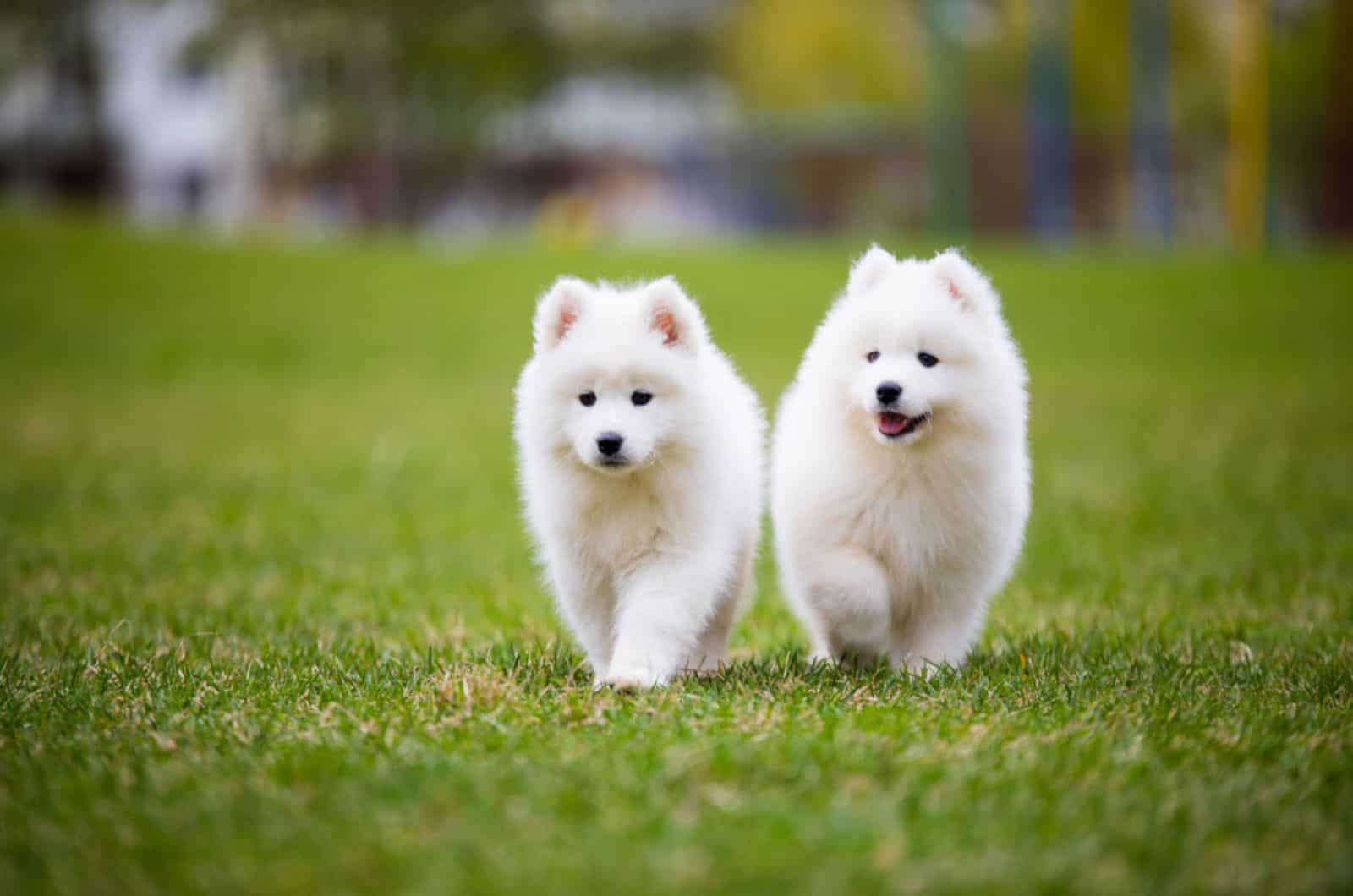 two samoyed puppies walking in the park