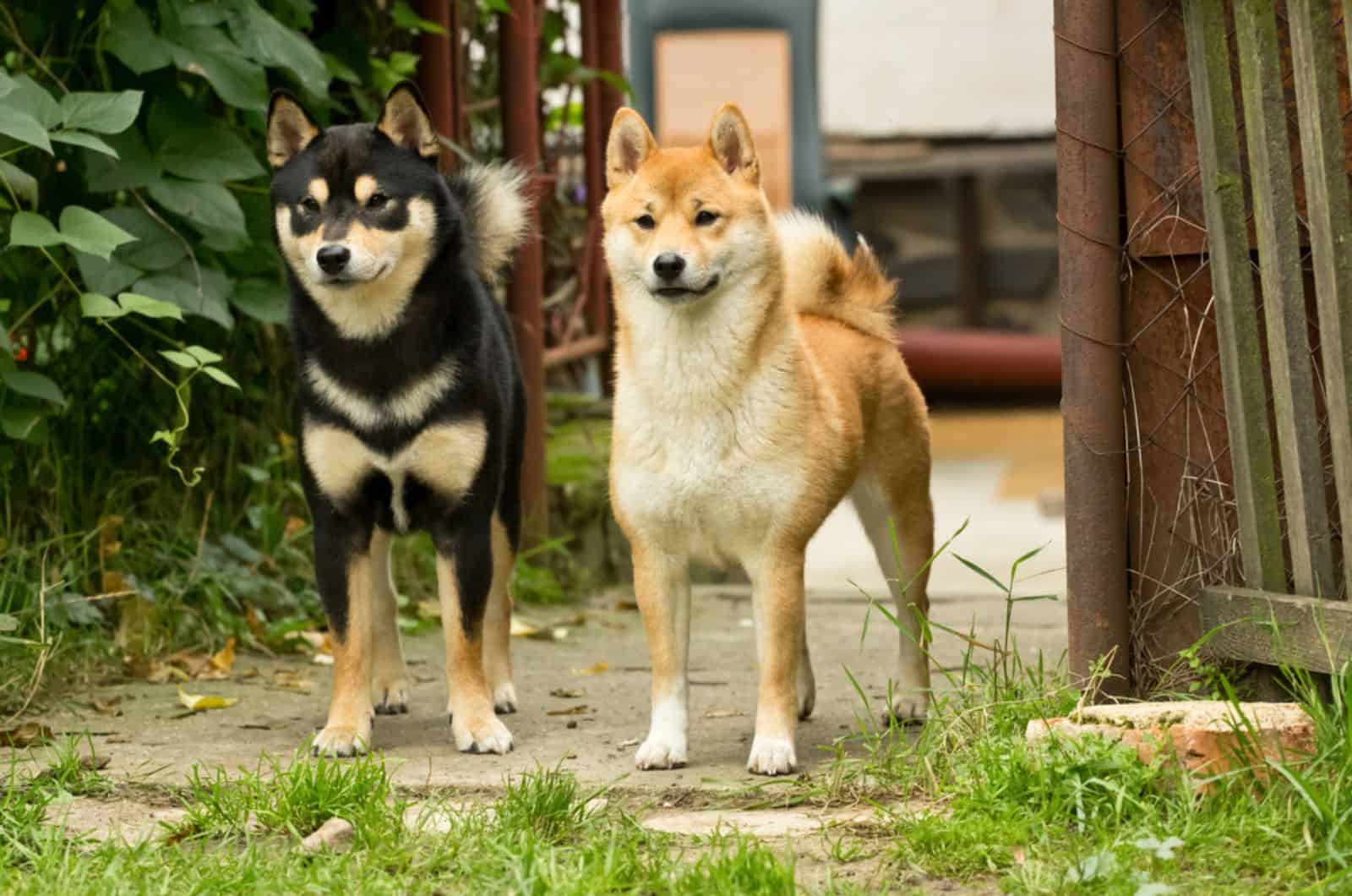two shiba inu puppies standing near the gate