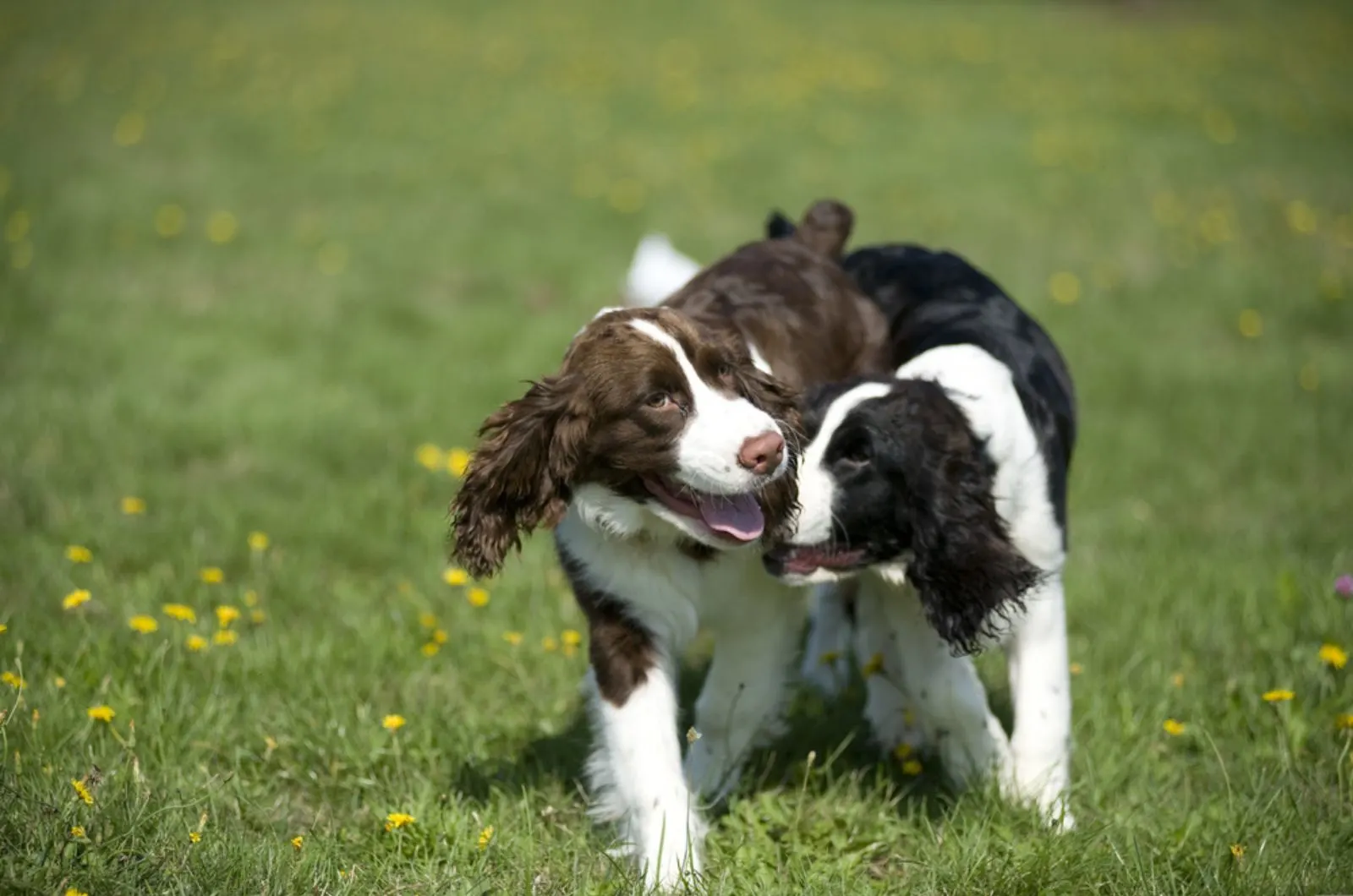 two springer spaniel puppies playing in the park