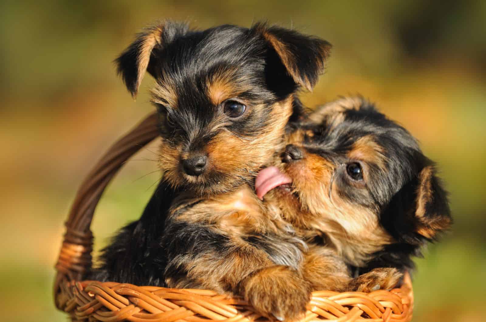 two yorkie puppies in a basket
