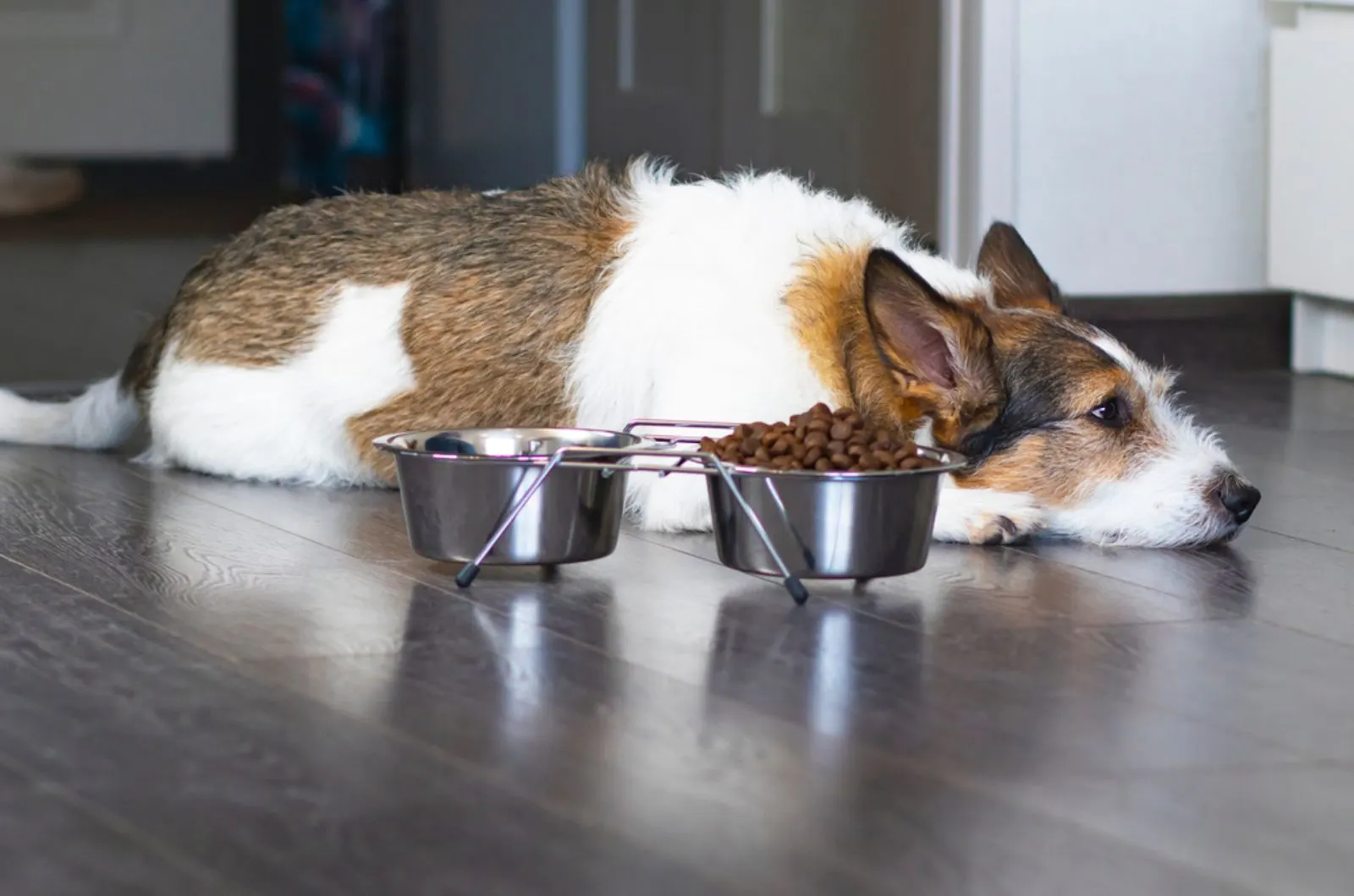 unhappy dog lies in front of a bowl of dry food and refuses to eat