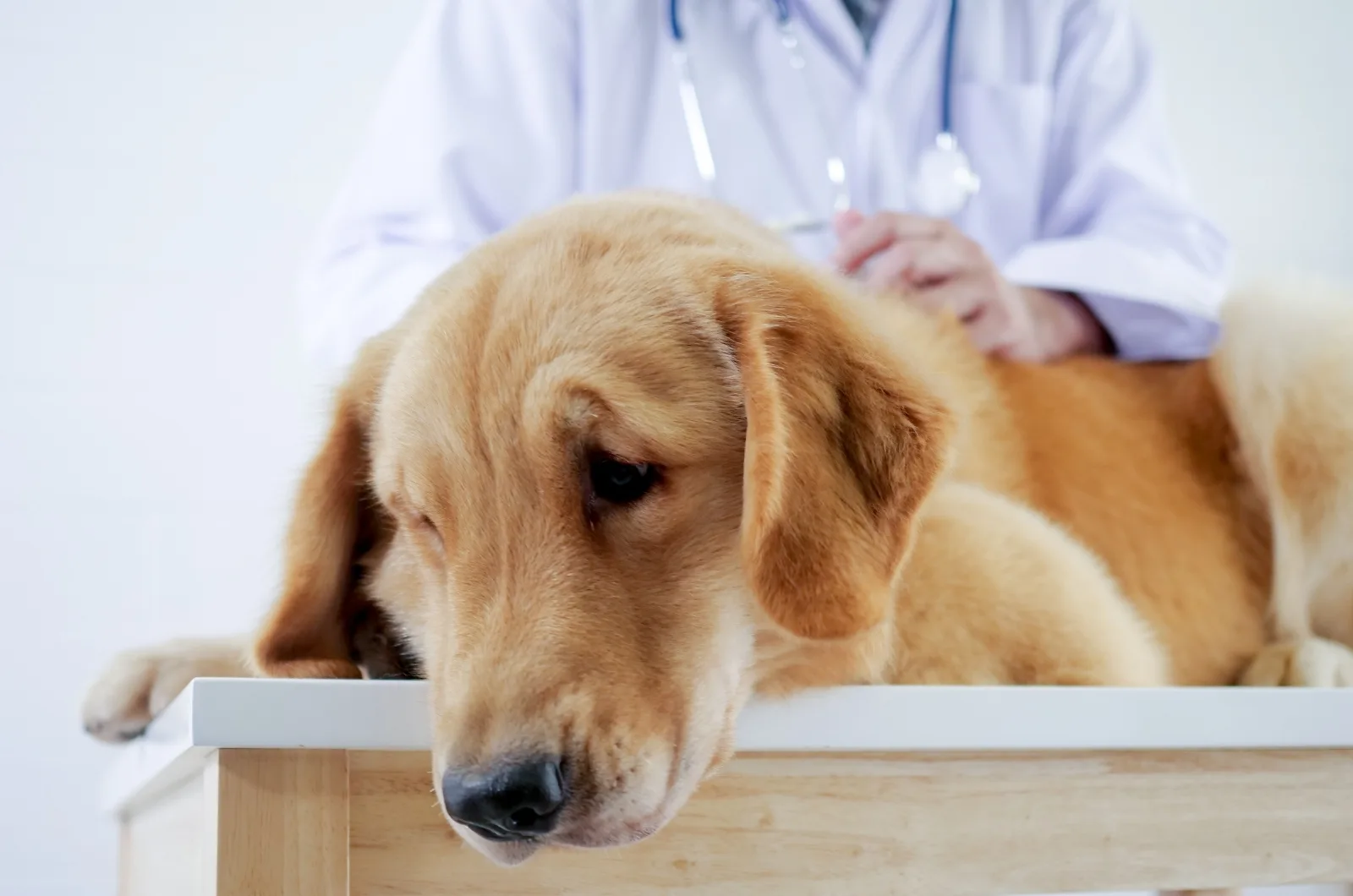 vet examining sick dog