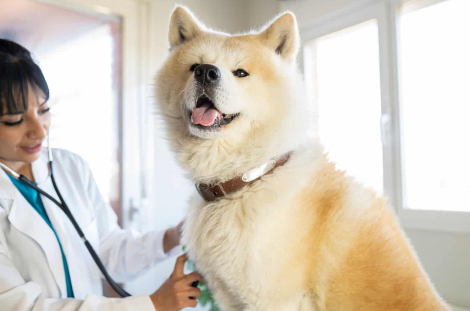 veterinarian examining an akita inu in clinic