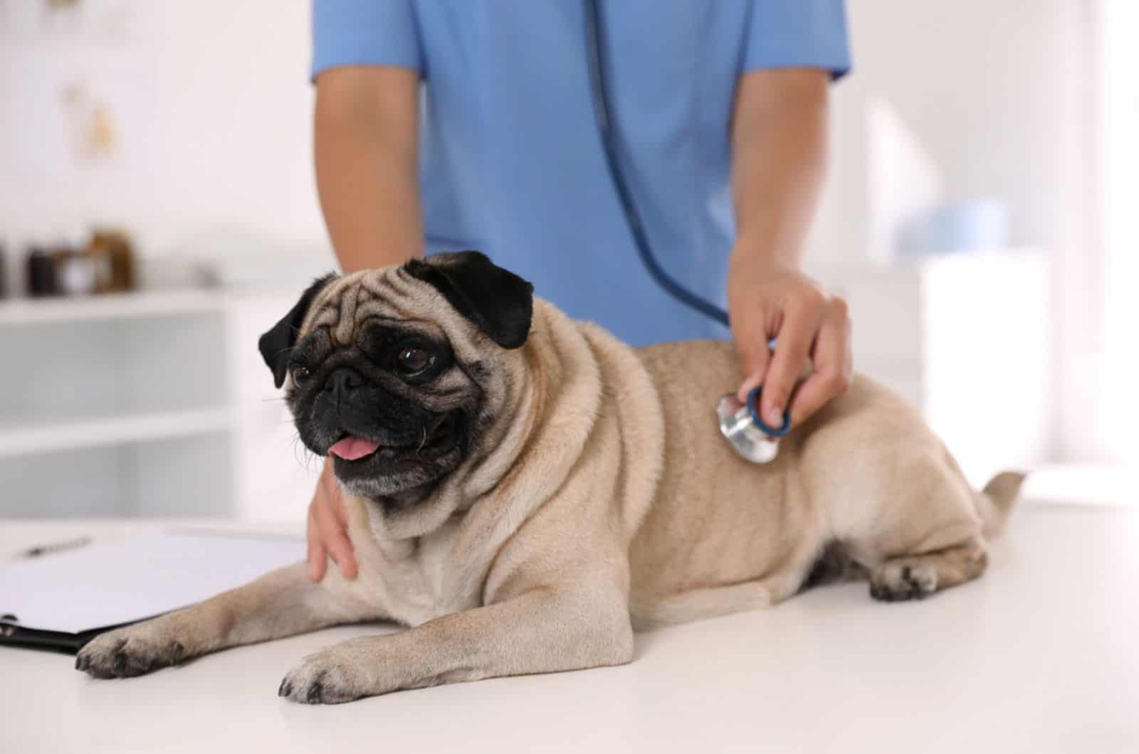 veterinarian examining fawn pug dog in clinic