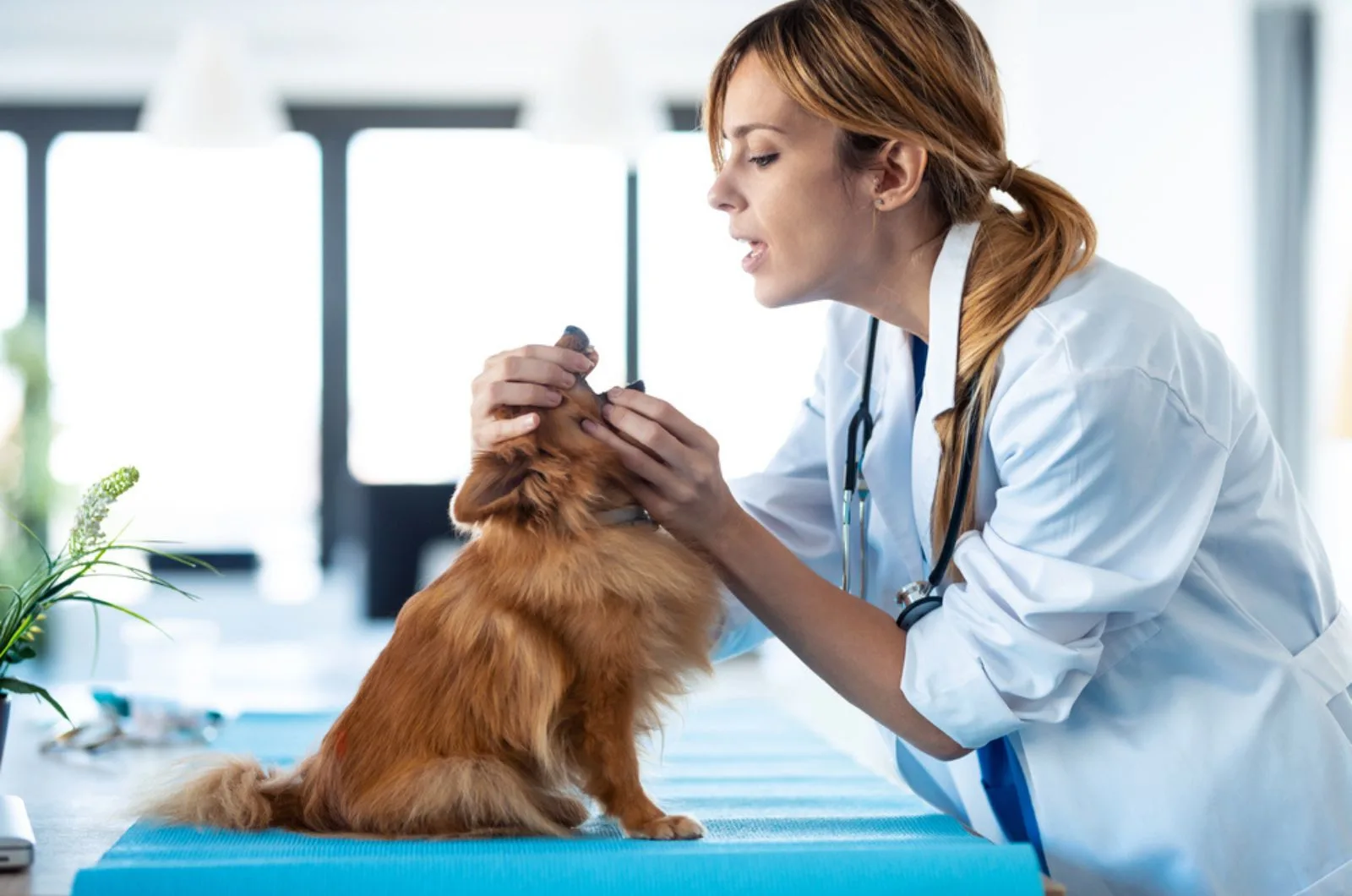 veterinarian woman examining teeth and mouth of dog at clinic