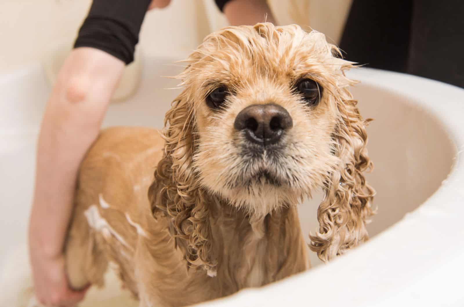wet dog having a bath